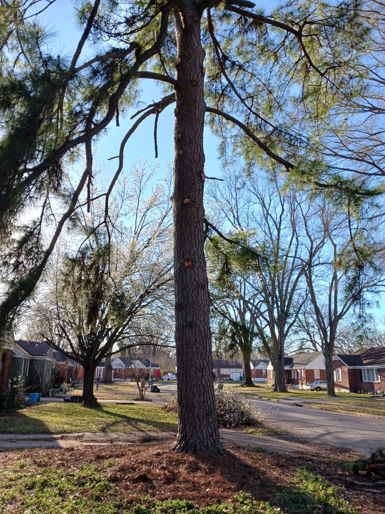 American Tree - tree service in Memphis, TN