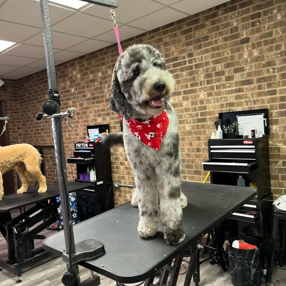 FUREVER BLESSED PET SALON Updated October 2024 22 Photos 105