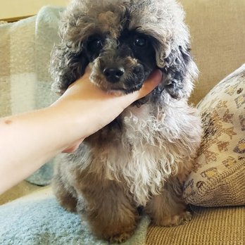 Perfect Peks Kennel - Pet Services Near Me