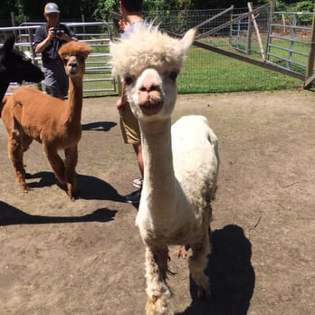 Jersey Shore Alpacas - Zoos Near Me - Cape May, New Jersey