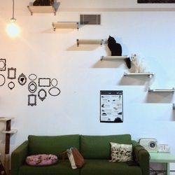 Cat Cafe Melbourne - Cat ladder! at the top there's a hole that they use to get to the second floor.