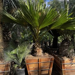 Palm Plantation - Pritchardia
