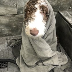 Pet Supermarket - My Sheepadoodle "Wookiee".
