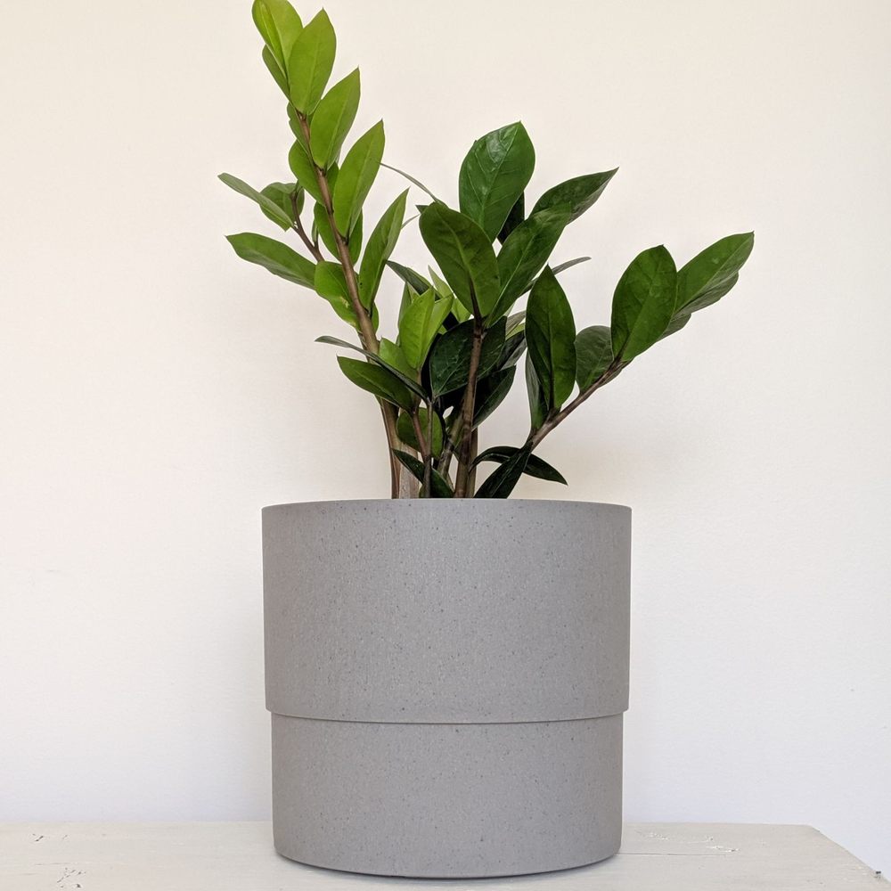Dahing Plants - Zz plant - Florists Near Me - New York, New York