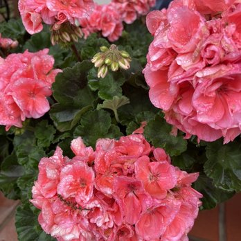 Sunset Grill - Just some pretty flowers out front! - American Near Me - Fredericksburg, Texas