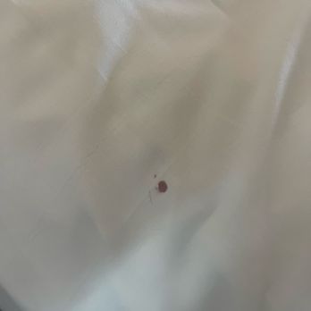 Laughlin River Lodge - Blood on the sheets - Resorts Near Me - Laughlin, Nevada
