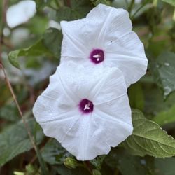 Blacklick Woods Metro Park and Golf Courses - Wild potato vines