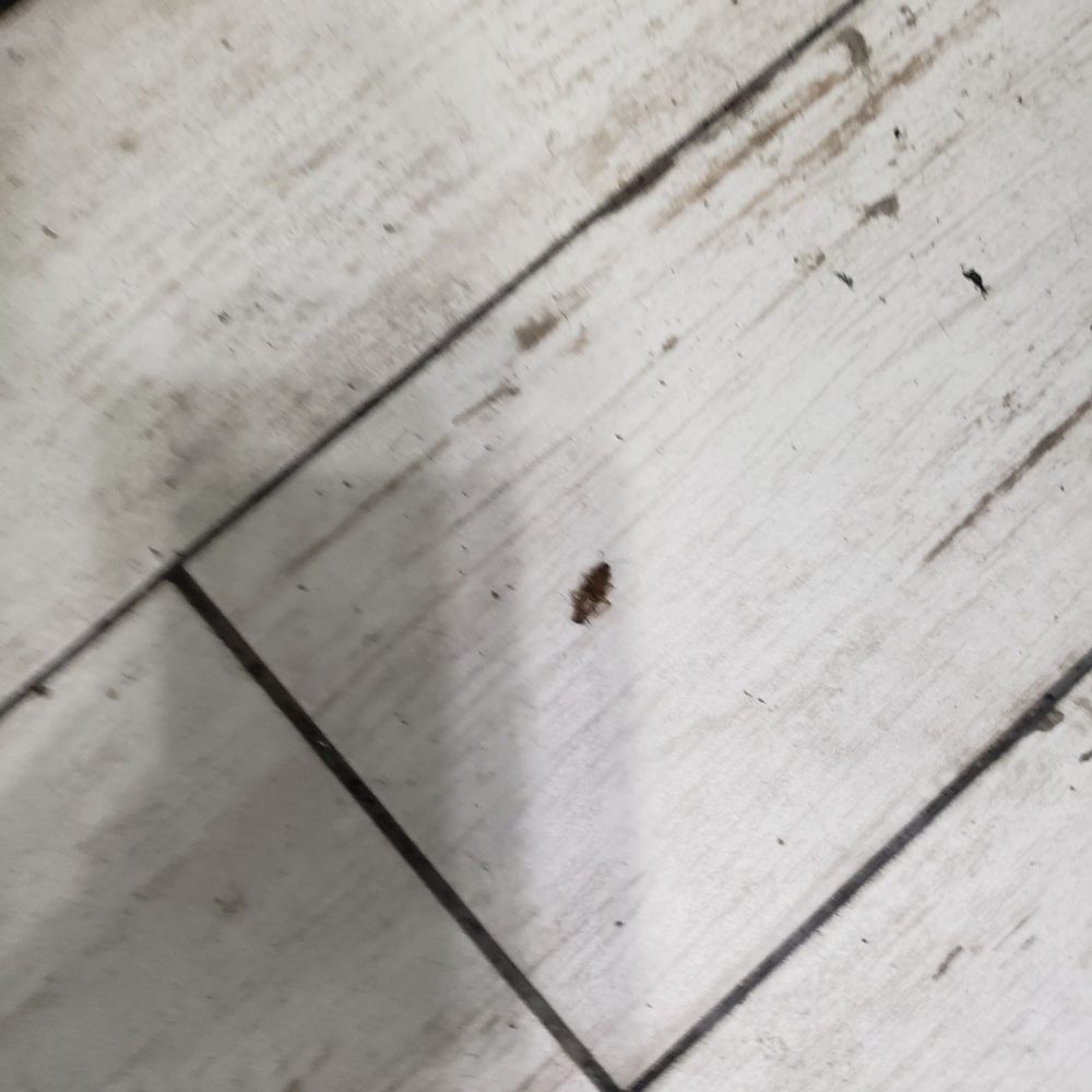 Stellar Management Company - Dead roaches in the hallway - Property Management Near Me - New York, New York Stellar Management Company - Dead roaches in the hallway - Property Management Near Me - New York, New York