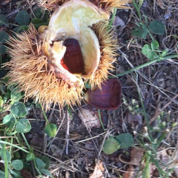 Riley's Farm - Open chestnuts - Fruits & Veggies Near Me - Oak Glen, California Riley's Farm - Open chestnuts - Fruits & Veggies Near Me - Oak Glen, California