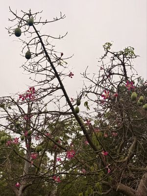 Pan Pacific Park by null