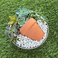 Succulent City St Pete