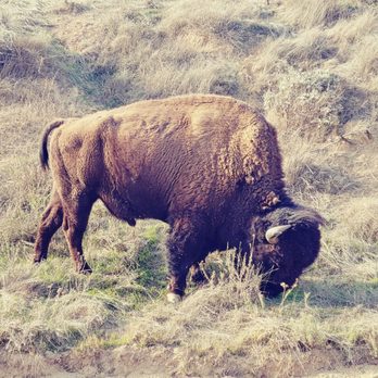 Catalina Island Conservancy - Close encounters with Bison. Zoom was not used. - Parks Near Me - Avalon, California Catalina Island Conservancy - Close encounters with Bison. Zoom was not used. - Parks Near Me - Avalon, California