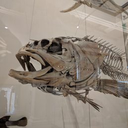 Grouper skeleton Grouper skeleton