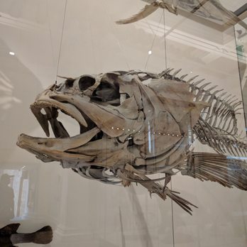 Australian Museum - Grouper skeleton - Museums Near Me - Sydney, NSW Australian Museum - Grouper skeleton - Museums Near Me - Sydney, NSW