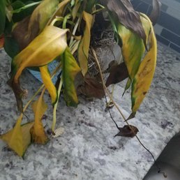 Hohman Floral. Yellow & Brown plants within a week of delivery.   Hohman Floral never addressed my concerns.