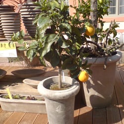Gartenlust - MEIN Orangenbaum! Der duftet...