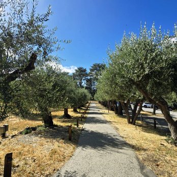 Filoli - olive tree grove - Botanical Gardens Near Me - Woodside, California Filoli - olive tree grove - Botanical Gardens Near Me - Woodside, California