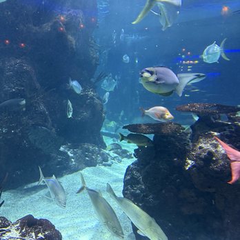 Aquarium Restaurant - Seafood Near Me - Nashville, Tennessee Aquarium Restaurant - Seafood Near Me - Nashville, Tennessee