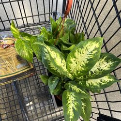 DIY Home Center Granada Hills - Little house plants