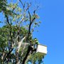 A Tree M D