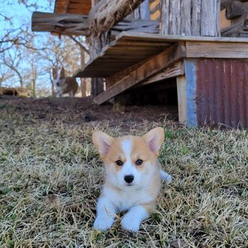 Barons CreekSide - C.C. posing infront of cabin - Guest Houses Near Me - Fredericksburg, Texas