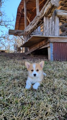 Barons CreekSide by null