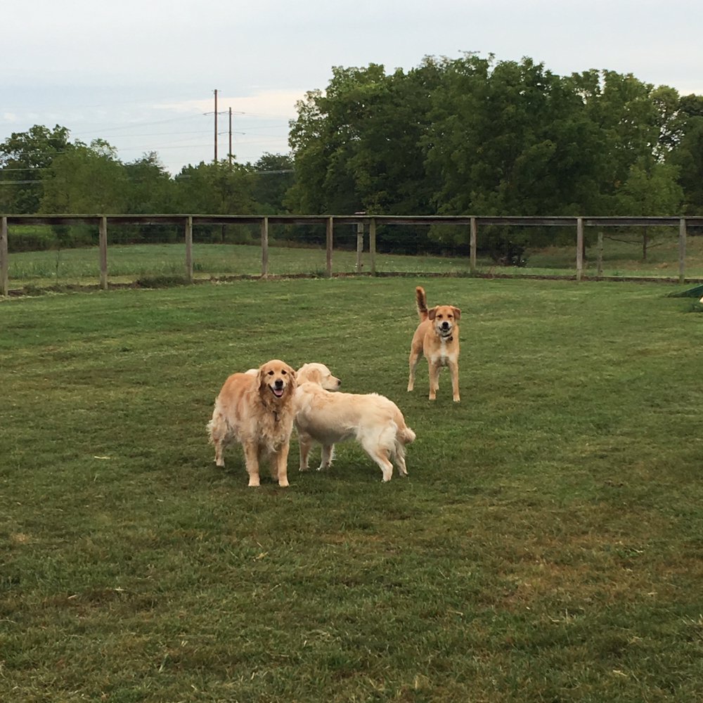 MYTFINE KENNELS 29 Photos 4810 Freshwater Rd, Delaware, Ohio