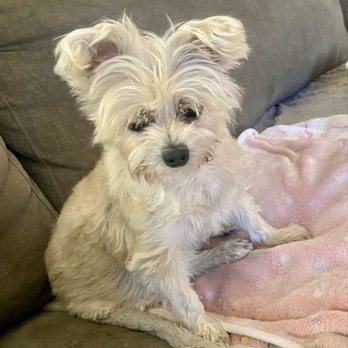 Kinder 4 Rescue - Daisy May - Veterinarians Near Me - North Hollywood, California Kinder 4 Rescue - Daisy May - Veterinarians Near Me - North Hollywood, California