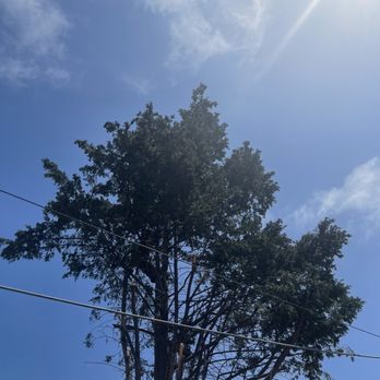 Angel Tree Care - I'm progress - Tree Services Near Me