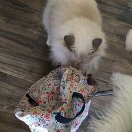Romeo always checks out your bags!