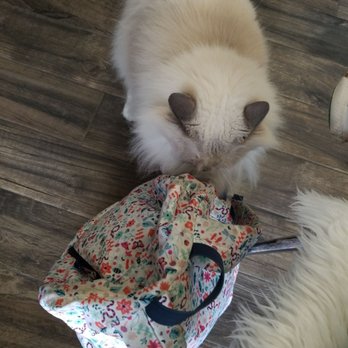 Joni Grooming Spa & Boutique - Romeo always checks out your bags! - Pet Groomers Near Me - Boca Raton, Florida