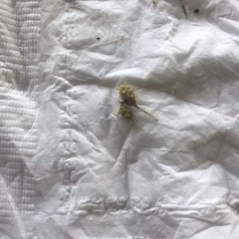 New Archview Restaurant - a bug on a piece of paper - Bars Near Me - Chicago, Illinois