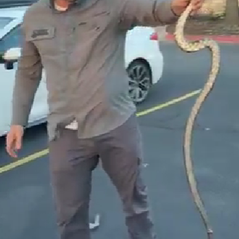 Network Pest Control - snake removal - Pest Control Near Me - Rogers, Arkansas Network Pest Control - snake removal - Pest Control Near Me - Rogers, Arkansas
