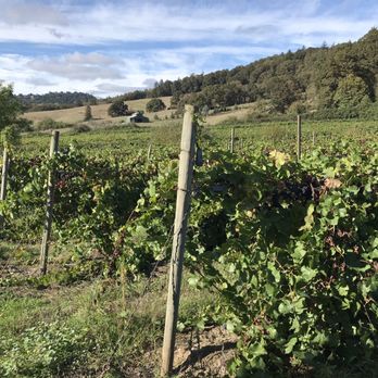 Ankeny Vineyard - Vineyards - Wineries Near Me - Salem, Oregon