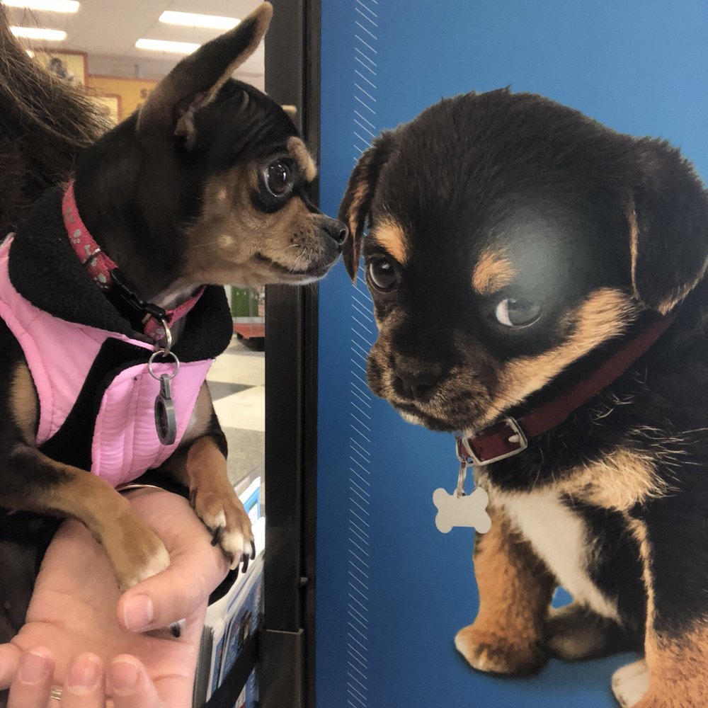 Wait is that me? Time for a pawdicure Wait is that me? Time for a pawdicure