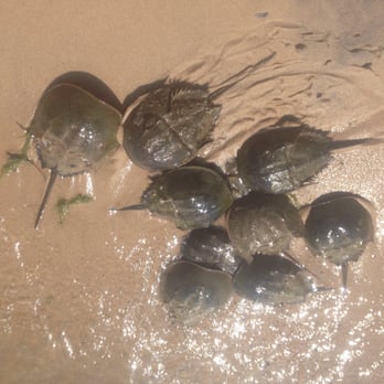 North Beach - Horseshoe crabs - Fishing Near Me - North Beach, Maryland North Beach - Horseshoe crabs - Fishing Near Me - North Beach, Maryland