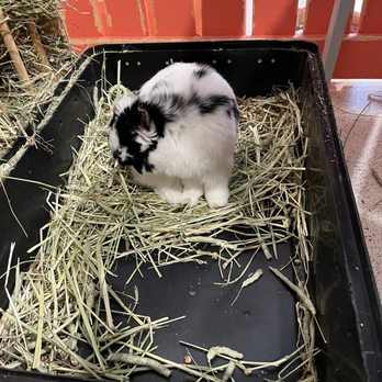 The Bunny Café - Pet Adoption Near Me - Vancouver, British Columbia The Bunny Café - Pet Adoption Near Me - Vancouver, British Columbia