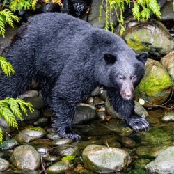 Tahoe Bear Fences