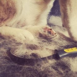 The Dog Wash - If you have a dog who sheds, we have brushes, shedding blades, and blow dryers so you can start getting rid of all that extra fur!