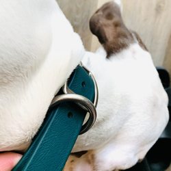 Gun Dog Supply