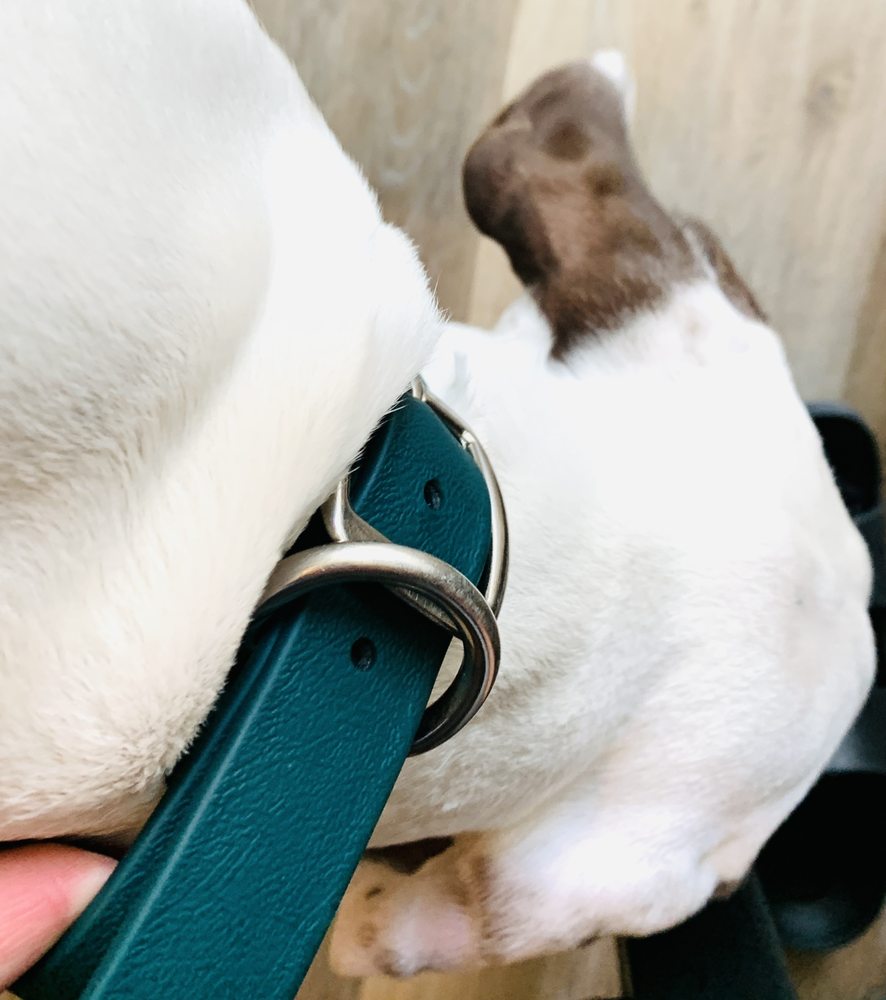 GUN DOG SUPPLY Updated August 2024 17645 US82, Mathiston