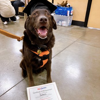 PetSmart Dog Training - Pet Stores Near Me - Seattle, Washington