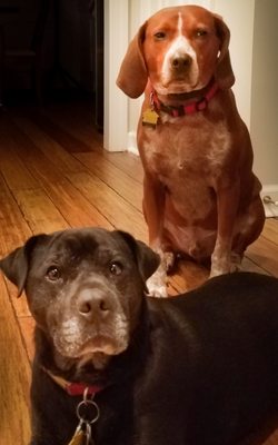 off leash k9 blacksburg