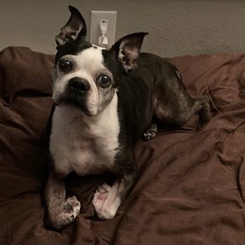 CK9 Veterinary and Dog Training Services - Veterinarians Near Me CK9 Veterinary and Dog Training Services - Veterinarians Near Me