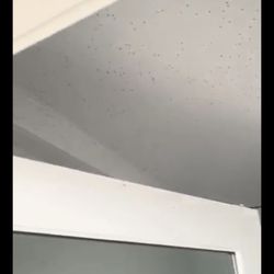Bay Inn of Petoskey - Bugs