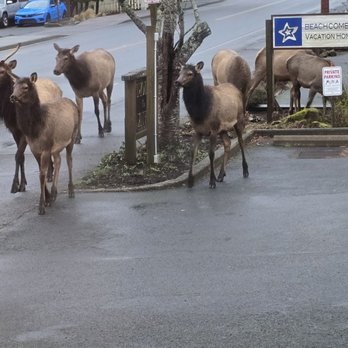 Elk Creek Coffee - Local Elk are everywhere - Coffee & Tea Near Me - Cannon Beach, Oregon Elk Creek Coffee - Local Elk are everywhere - Coffee & Tea Near Me - Cannon Beach, Oregon