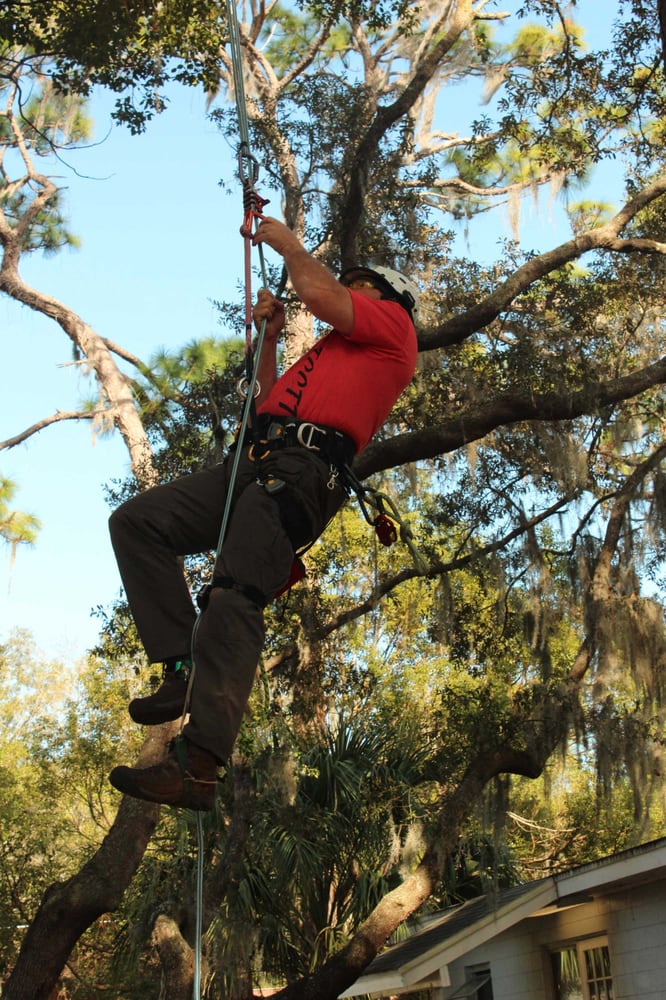 Trees Vermont - tree service in Colchester, VT