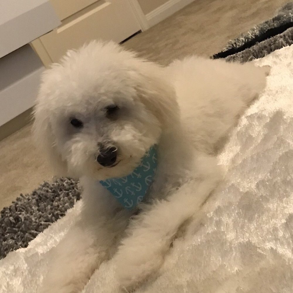 Pooch N Pups Grooming - Pet Groomers Near Me - Katy, Texas Pooch N Pups Grooming - Pet Groomers Near Me - Katy, Texas
