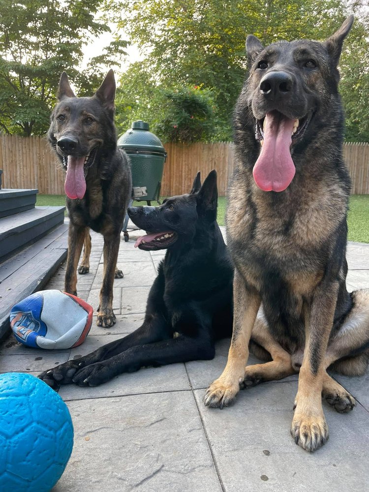 POMPTON LAKES ANIMAL HOSPITAL 22 Photos & 61 Reviews 9 Cannonball