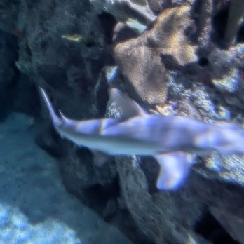 Shark Reef Aquarium at Mandalay Bay - Aquariums Near Me - Las Vegas, Nevada